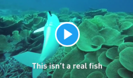 سمكة روبوتية للتجسس