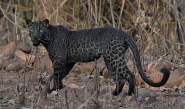 Rare BLACK leopard is spotted drinking from a pond and stalking its prey at an Indian reserve  - Daily Mail Online