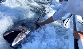 صيد العمر.. مراهقون يصطادون سمكة تونة ذات الزعانف الزرقاء بوزن 700 رطلا