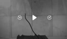 كاميرا عالية الدقة ترصد ثعابين تطير في الهواء