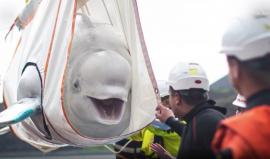 شاهد رد فعل حوتين بعد إعادتهما للبحر لأول مرة منذ 9 سنوات