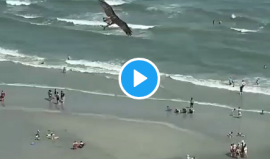 جارح يصطاد سمكة قرش ويحلق بها فوق الشاطئ