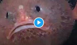 This fish can hold its breath for up to four minutes