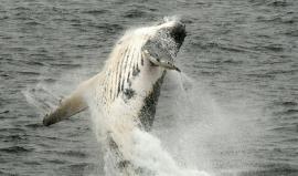 مشهد بديع للحوت الأزرق!