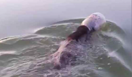 دب يفاجىء عائلة أمريكية وسط المياه