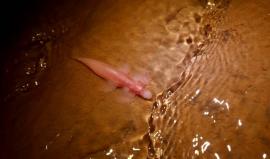 اكتشاف مثير