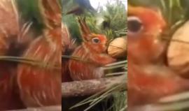 مدرس صيني يحول وجهه لحديقة حيوانات