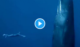 فيديو مدهش لحوت نائم