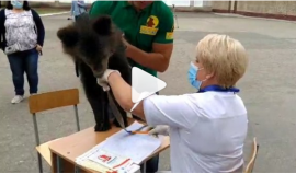 دب صغير يحضر التصويت لتعديل الدستور في روسيا