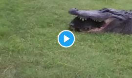 سلحفاة تركض هربا من بين فكي تمساح