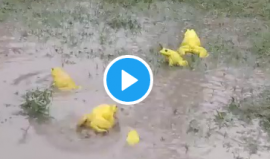 ضفادع غريبة في الهند تدهش مستخدمي الإنترنت