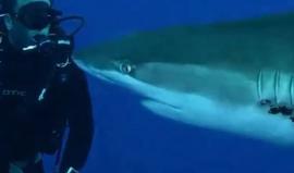 لقطات مذهلة لغواصين ينقذون سمكة قرش مصابة بجروح خطيرة