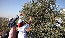 حملات تطوعية في القطاع لمساعدة المزارعين في قطاف اشجار الزيتون - رمزي ابو جزر