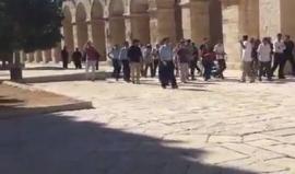 #شاهد مستوطنون يقتحمون المسجد الأقصى بحماية قوات الاحتلال