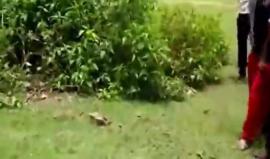 #شاهد قرويون يبعدون ثعبان ضخم يلتف حول ماعز يريد التهامه في الهند