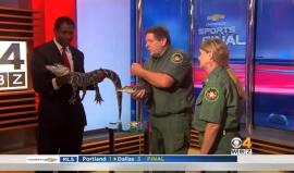 #شاهد تمساح يصيب مذيعا بالهلع على الهواء مباشرة

قررت محطة WBZ ومقرها بوسطن إعطاء المذيع الرياضي ستيف بيرتون تمساحا صغيرا على الهواء مباشرة ليصاب بحالة من الرعب عندما حاول التمساح الهرب من بين يديه.