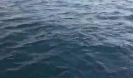 #فيديو دلافين قبالة شاطئ مدينة أسدود المحتلة اليوم