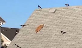 شاهد ما حدث لقطة حاصرتها طيور عدوانية على سطح منزل - CNN Arabic