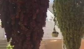 #شاهد .. من مهرجان العنب الفلسطيني بمدينة حلحول في الخليل صباح اليوم.

تصوير مصعب شاور