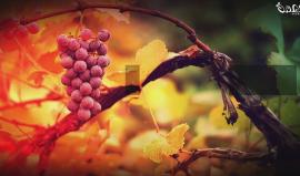 #شاهد .. عن الخليل يواجه التحدي