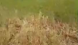 #مباشر آلاف الفلسطينيين يتجمعون على الحدود الشرقية لمدينة خانيونس 
#مسيرة_العودة_الكبرى