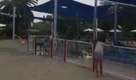 #شاهد إخلاء جميع مرافق السباحة في مستوطنات غلاف قطاع غزة بناء على قرار من جيش الاحتلال خشية رد المقاومة