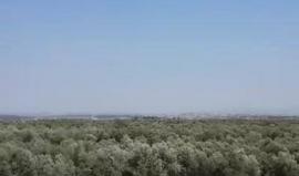 #بث_مباشر لمناظر احراج الزيتون وبيارات الحمضيات ضواحي باقة الغربية وجت في الداخل الفلسطيني المحتل عام 48 .