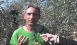 حملة لقطف ثمار الزيتون في الاراضي المهددة بالمصادرة - رغدة عتمة