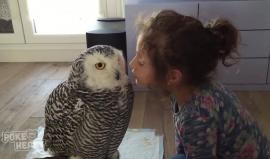 صداقة بين بومة وطفلة