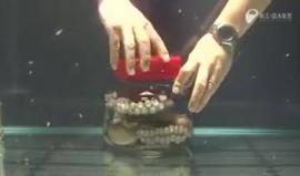 الأخطبوط كائن يتّصف بالذكاء .. الدليل #شاهد هذا الفيديو.!