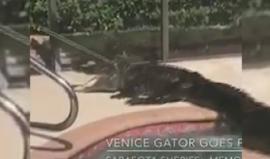 العثور على تمساح في بركة سباحة بفلوريدا .. شاهد كيف أخرجوه