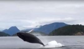 #شاهد التقاط صور لـ حيتان حدباء تقفز في مياه مقاطعة كولومبيا البريطانية في غرب كندا