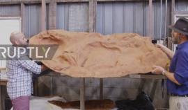 #شاهد الكشف عن آثار أكبر بصمة لديناصور في العالم بأستراليا 

بلغ طولها 1.75 متر تقريبا، لتحطم بذلك رقما قياسيا مسجلا لبصمة سابقة بلغ طولها 1.15 متر