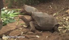 #شاهد عمره 100 عام وله من الذرية 800.. ذكر سلحفاة ينقذ بني جنسه من الانقراض بمفرده !

تمكن ذكَر سلحفاة نشط جنسياً يتجاوز عمره 100 عام من إنقاذ جنسه من الانقراض بمفرده، وكان الذكر "دييجو" قد أنجب 800 سلحفاة عبر السنين؛ ليمتد بقاء جنسه الذي يعيش في جزيرة إس