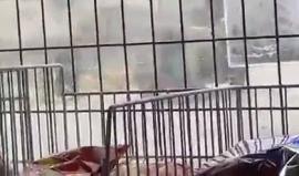 لحظة اعتقال قوات الاحتلال للطفل الفلسطيني عبد العزيز صبح من بلدة سلواد شرق رام الله قبل قليل
