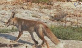 المهندس عماد دواس .. يوثق بعدسته أسرار الحياة البرية الفلسطينية . 
تقرير جيهان عوض