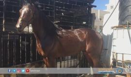 تربية الخيول العربية الأصيلة في غزة.