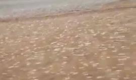 #فيديو تساقط "حبات برد" كبيرة على أجزاء من المدينة المنورة اليوم