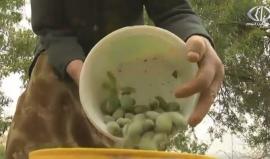 اللوز الأخضر ... فاكهة موسمية تجود بها أراضي الضفة الغربية