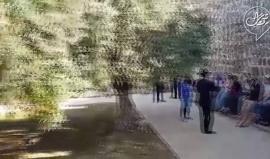 60 مستوطنا اقتحموا المسجد الأقصى المبارك اليوم