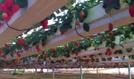 #شاهد مزارع الفراولة المعلقة في بيت لاهيا شمال قطاع غزة . 

تصوير Asmaa Mouen