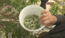 اللوز الأخضر ... فاكهة موسمية تجود بها أراضي الضفة الغربية. 

تقرير رغدة عتمة