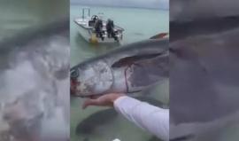 #شاهد ماذا فعلت الأسماك المتوحشة