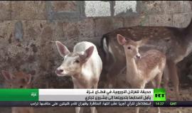 حديقة للغزلان في قطاع غزة