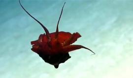 رصدت كاميرات “الإدارة الوطنية للمحيطات والغلاف الجوي” نوعاً جديداً من الكائنات البحرية حير علماء البحار في قاع خليج المكسيك يشبه الحبار إلا أنه يختلف تماماً بموقع يديه ولونه الأحمر القاتم