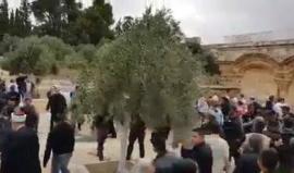 #شاهد تكبيرات المصلين تواجه غناء المستوطنين في المسجد الاقصى