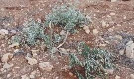 مستوطنون يقتلعون 166 شتلة زيتون في بلدة "ترمس عيا" شمال رام الله
