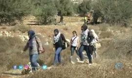 #شاهد مجموعة من المتطوعين تساعد المزارعين في قطف الزيتون بعد سماح الاحتلال لهم الدخول الى أراضيهم ليوم واحد فقط

تقرير: سامر خويرة