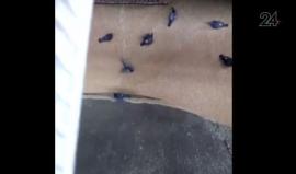 #شاهد ماكنة لطحن القمح تبتلع "طيور الحمام" في معمل خبز روسي !