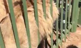 أسد يعض يد أحد الزوار أثناء مداعبته له في حديقة حيوان بجنوب أفريقيا.